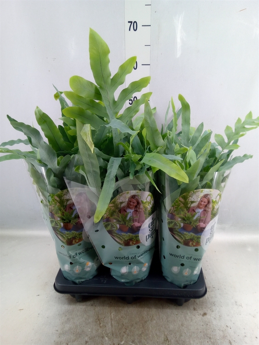 Phlebodium aureum 'Blue Star'