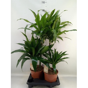 Dracaena frag. 'Janet Craig'