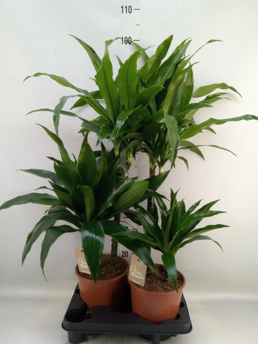 <h4>Dracaena frag. 'Janet Craig'</h4>