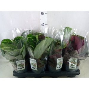 Calathea   ...mix 4