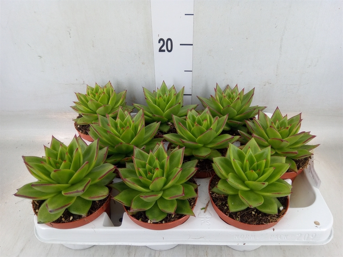 <h4>Echeveria agavoides</h4>