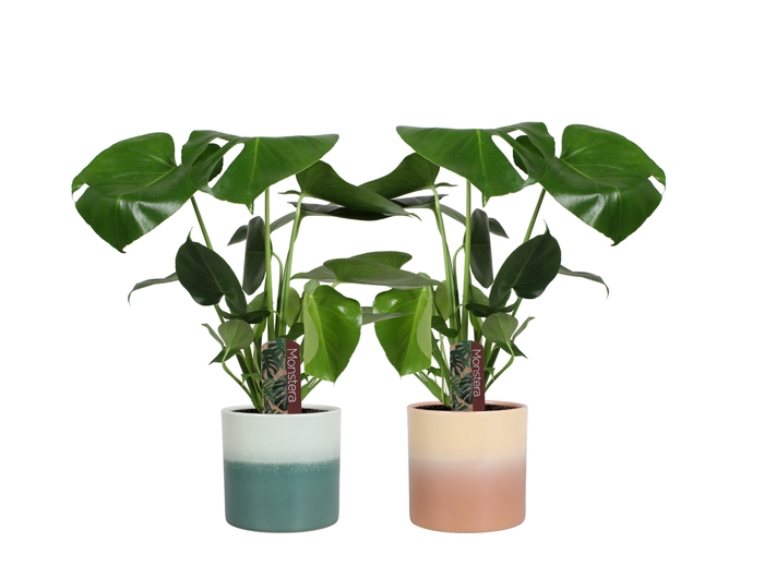 <h4>Monstera Deliciosa Keramieki Dubai</h4>