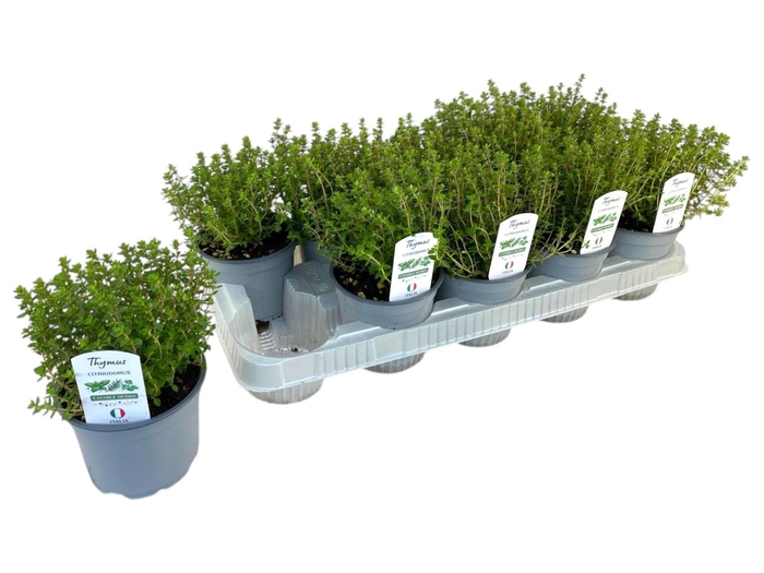 <h4>THYM CITRIODORUS</h4>