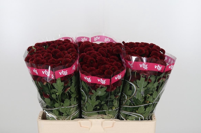 <h4>Chr San Aaa Purp Red</h4>