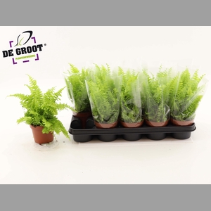 NEPHR EX BOS BL BELL