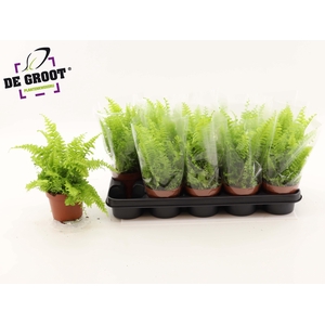 NEPHR EX BOS BL BELL