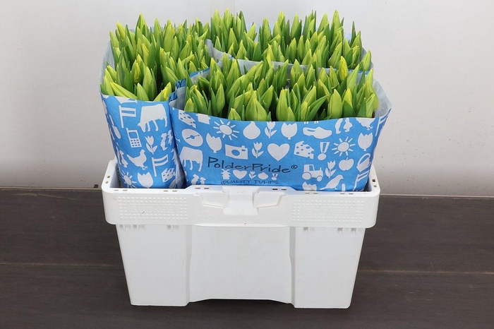 <h4>Tu En Strong Gold</h4>