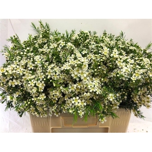 Chame Un Ofir White 60cm