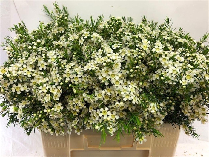 <h4>Chame Un Ofir White 60cm</h4>