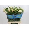 Ranunculus Butterfly Keramos