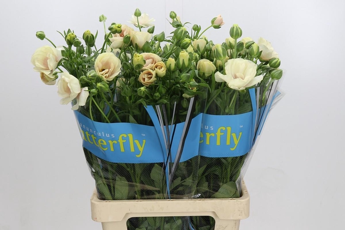 Ranunculus Butterfly Keramos