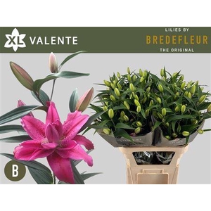 Li Or Du Valente 5+
