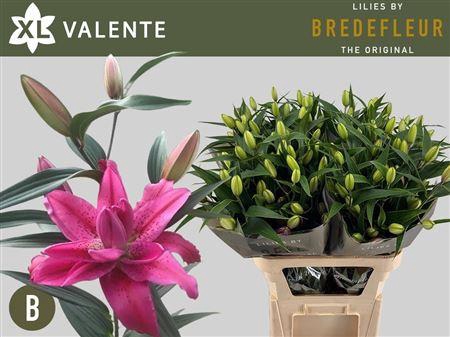 <h4>Li Or Du Valente 5+</h4>