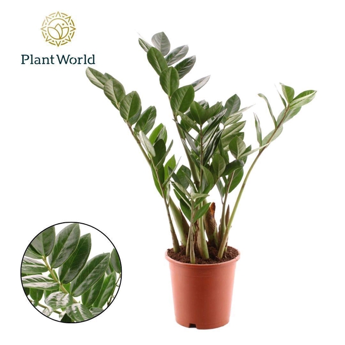 <h4>Zamioculcas 4 Veren</h4>