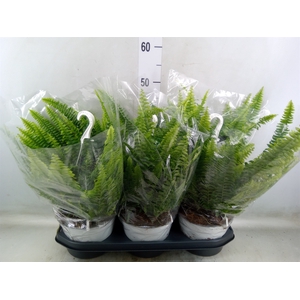 Nephrolepis exal. 'Sonata'
