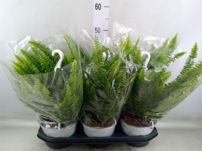<h4>Nephrolepis exal. 'Sonata'</h4>