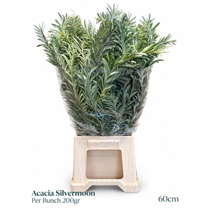 ACACIA DEALBATA BS