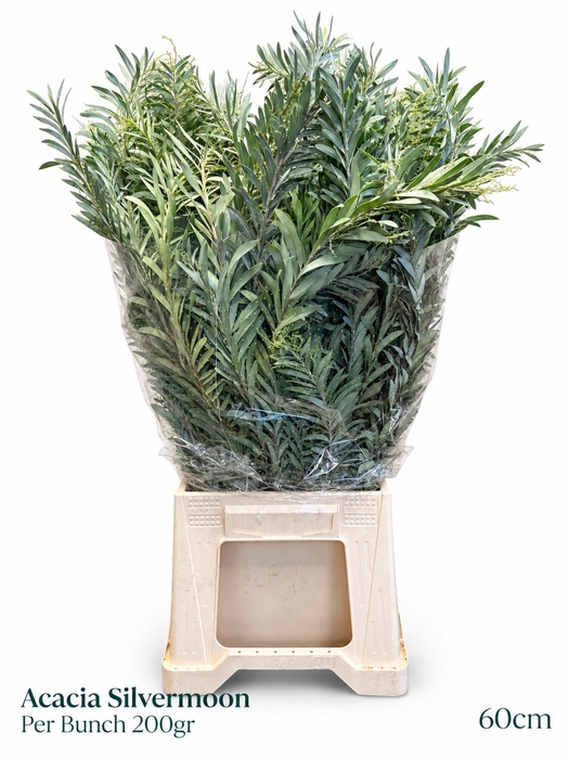 <h4>ACACIA DEALBATA BS</h4>