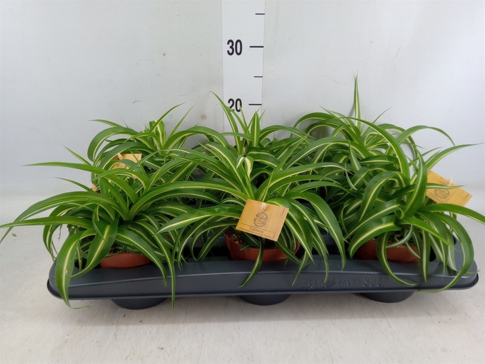 <h4>Chlorophytum com. 'Bonnie'</h4>