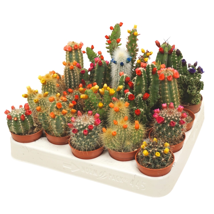<h4>Cactus   ...decorated</h4>