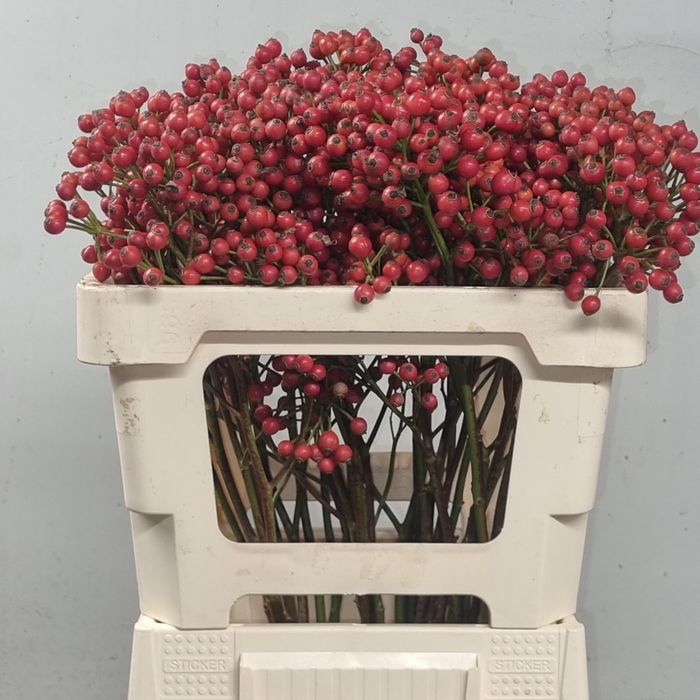 <h4>ROSA MAG SUNSET</h4>