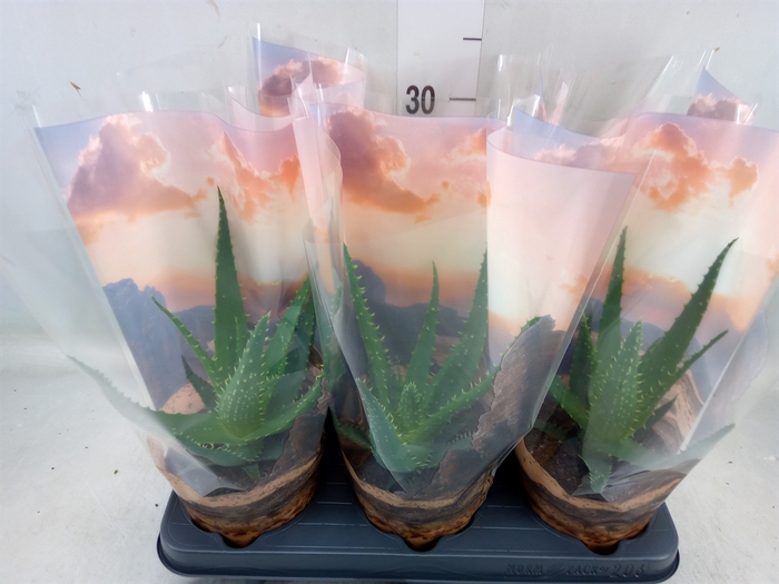 <h4>Aloe arborescens</h4>