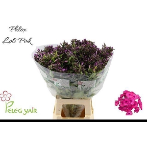 PHLOX P LOLLIPINK