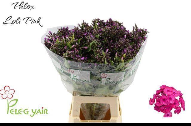 <h4>PHLOX P LOLLIPINK</h4>