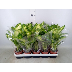 Dieffenbachia  'Compacta'