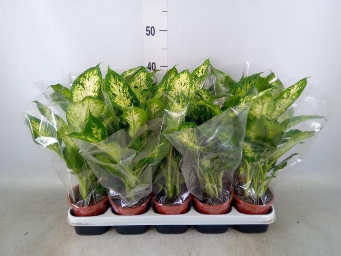 <h4>Dieffenbachia  'Compacta'</h4>