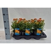 Achillea millefolium