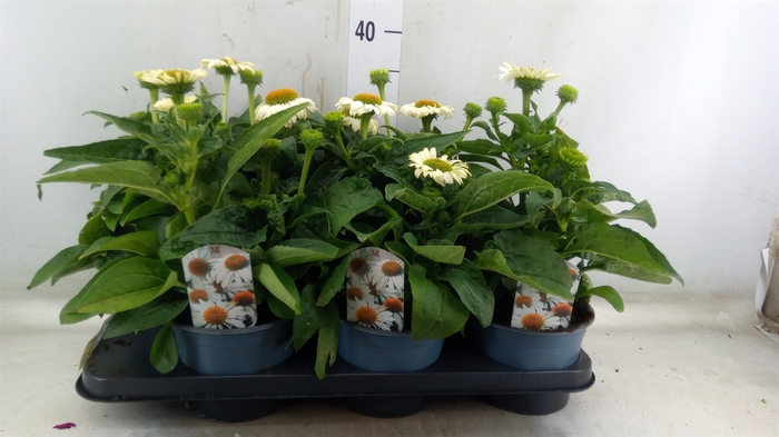 <h4>Echinacea  'Sombrero Blanco'</h4>