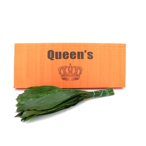 Aspidistra 80 Queens