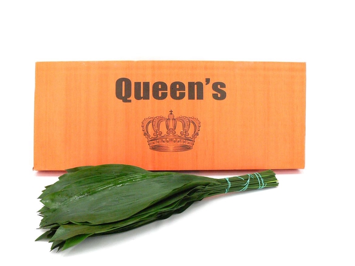 <h4>Aspidistra 80 Queens</h4>