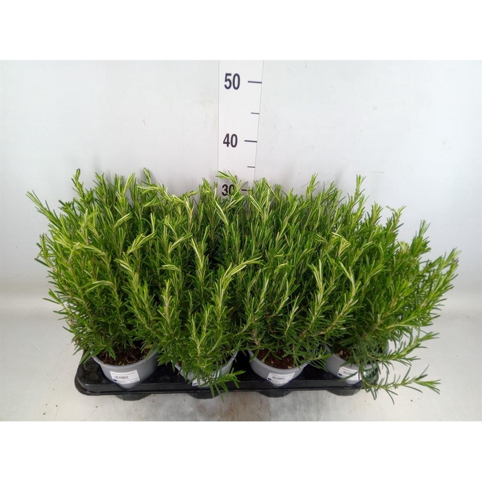 <h4>Rosmarinus offi.   ...</h4>