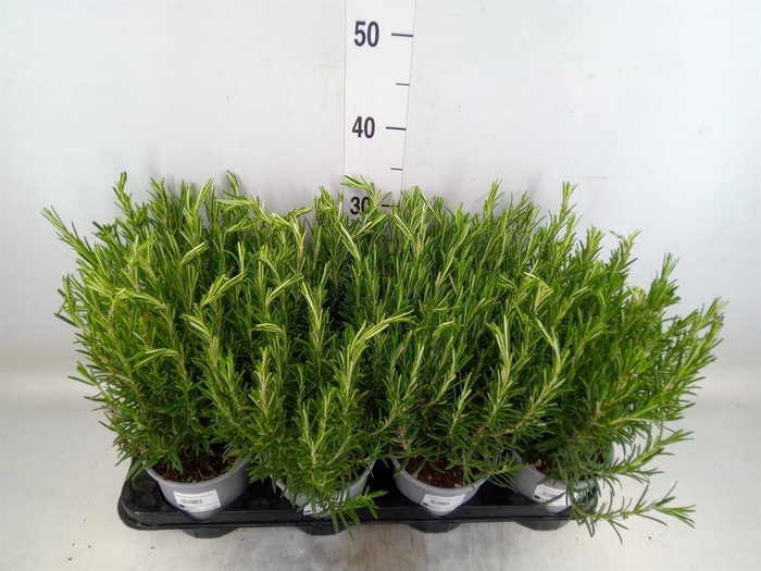 <h4>Rosmarinus offi.   ...</h4>