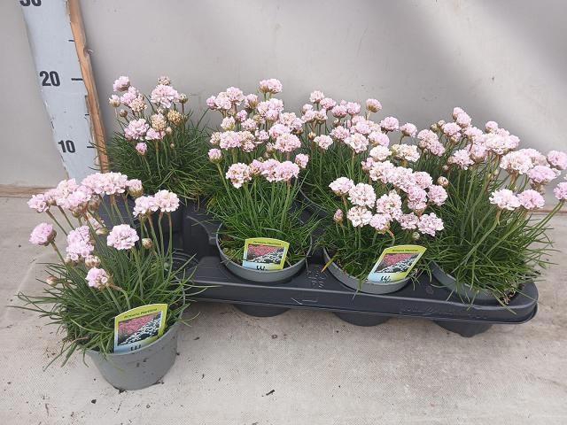 <h4>ARME MAR LAUCHEANA</h4>