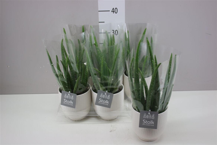 <h4>Aloe Vera Liv Keramiek</h4>