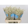 Amaranthus Yearming Desert