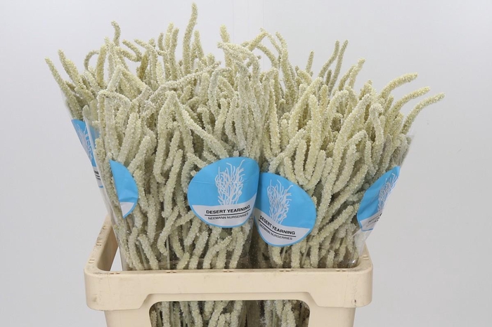 <h4>Amaranthus Yearming Desert</h4>