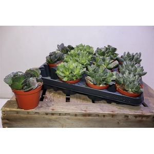 Succ Adromischus Mix