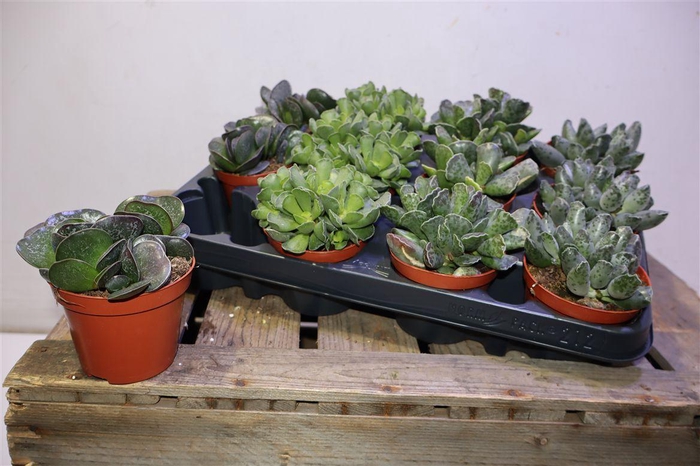 <h4>Succ Adromischus Mix</h4>