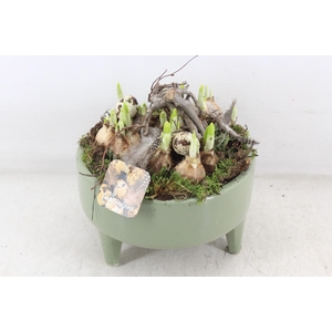 arr4 Narcis MB - Ker. pootjes groen