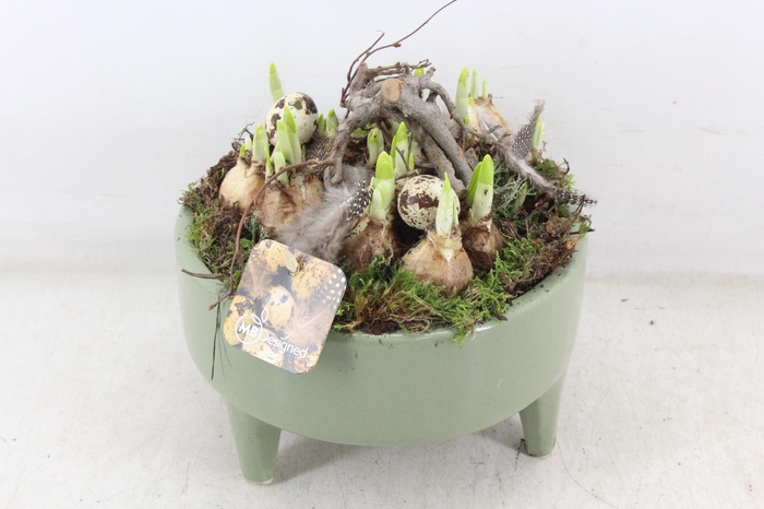 <h4>arr4 Narcis MB - Ker. pootjes groen</h4>