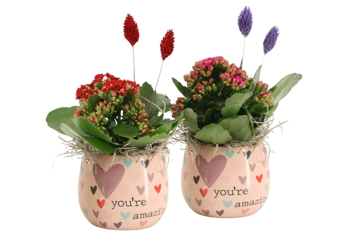 <h4>21583: Lovess arrangement</h4>
