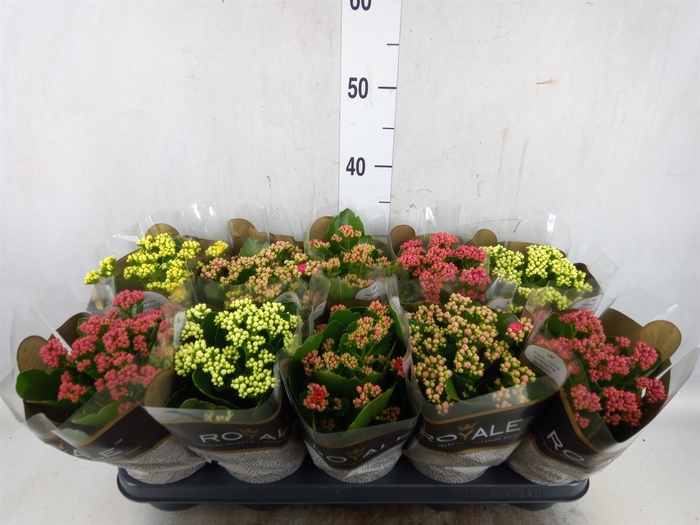 <h4>Kalanchoe blos. 'RoyalDon'   ..mix</h4>