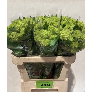 VIBURNUM ROSEUM ST
