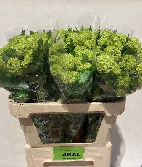 <h4>VIBURNUM ROSEUM ST</h4>