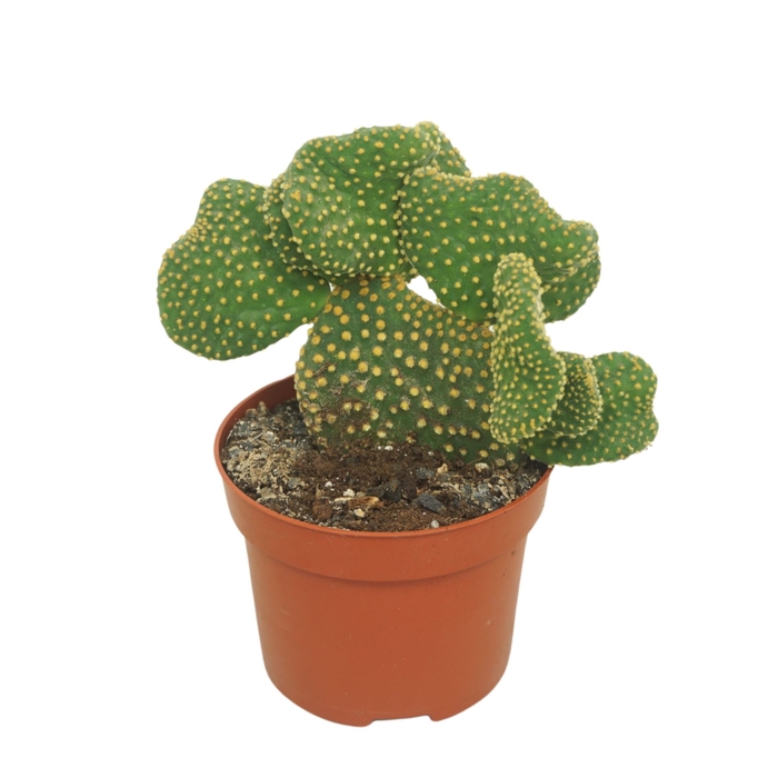 <h4>Opuntia microdasys</h4>