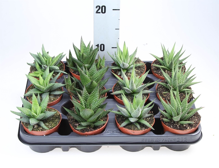 <h4>Haworthia   ...mix</h4>